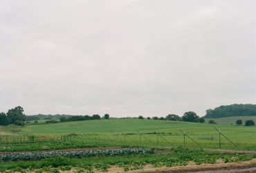 Fields and Crops at Gwenyn Hill Organic Farm in Wisconsin