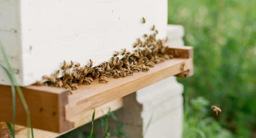 Beehive Box Pollination - Gwenyn Hill Farm - Wisconsin