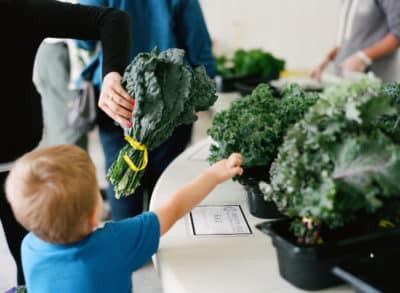 Child reaching for kale