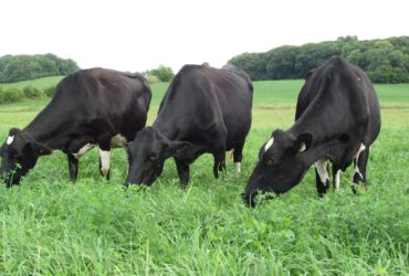 Cattle eating pasture on healthy soils.