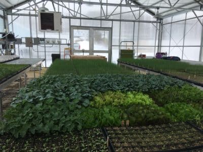 Winter greenhouse production