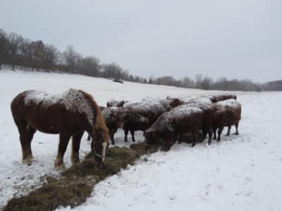 Cows and horses heating their supplemental winter hay. 