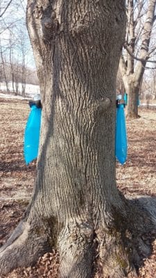 Collecting maple sap