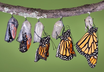 Monarch butterflies emerge from chrysalis. 