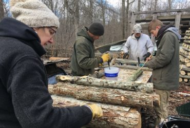 Team members inoculating mushroom logs.