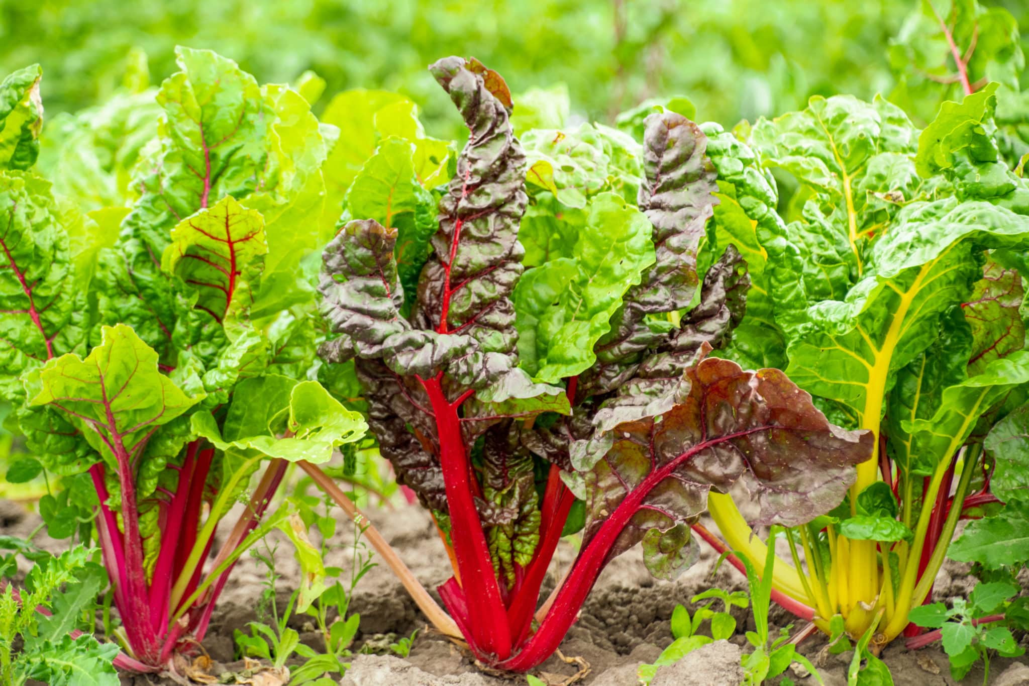 Demand Real Organic Food from Real Organic Farmers - Cornucopia Institute