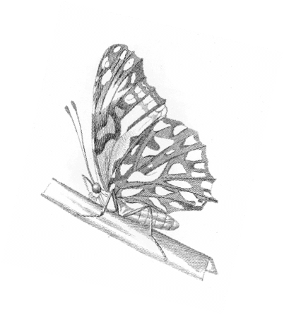 Butterfly Etching