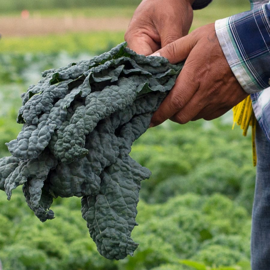 Kale Harvesting - CSA Membership